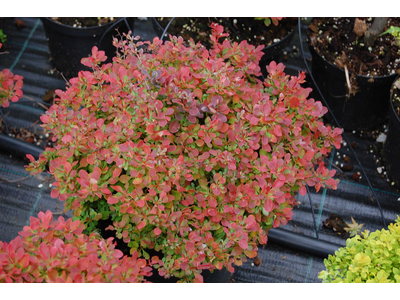 Berberis thunbergii