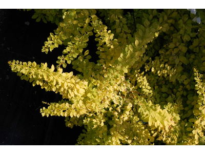 Berberis thunbergii