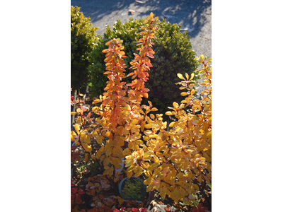 Berberis thunbergii