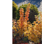 Berberis thunbergii Golden Rocket