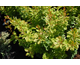 Berberis thunbergii Golden Torch ®