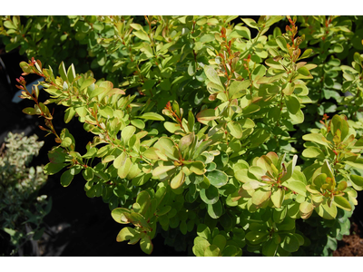 Berberis thunbergii