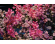 Berberis thunbergii Inspiration ®