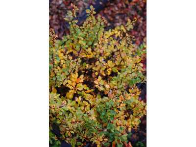 Berberis thunbergii