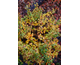Berberis thunbergii Kobold