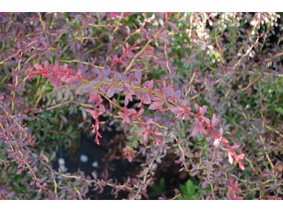 Berberis thunbergii