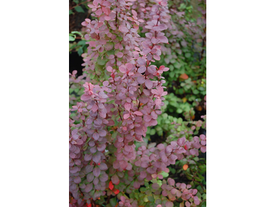 Berberis thunbergii