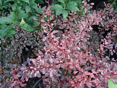 Berberis thunbergii