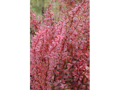 Berberis thunbergii