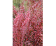 Berberis thunbergii Rosy Rocket ®