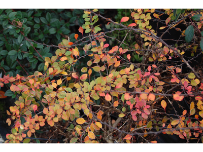 Berberis thunbergii