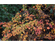 Berberis thunbergii Starburst ®