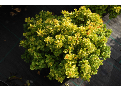 Berberis thunbergii