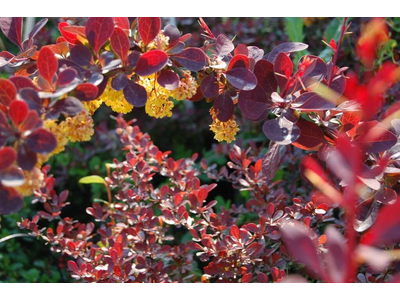 Berberis x ottawensis