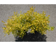 Betula nana Golden Treasure