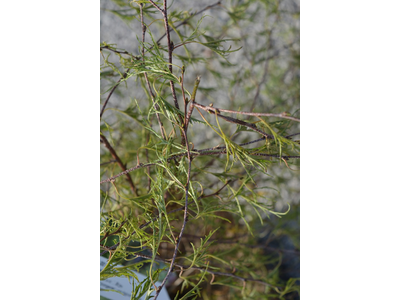 Betula pendula