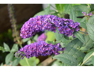 Buddleja davidii