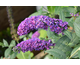 Buddleja davidii