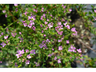 Boronia
