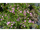 Boronia None