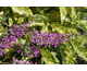 Buddleja Argus ® Velvet