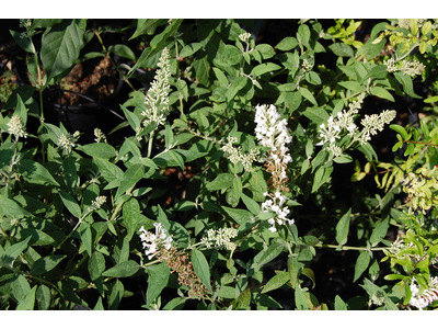 Buddleja