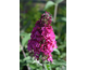 Buddleja davidii Funky Fuchsia ® First Editions