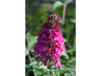 Buddleja davidii