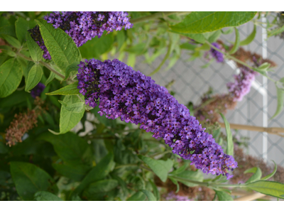 Buddleja davidii