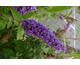 Buddleja davidii Groovy Grape ® First Editions