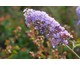 Buddleja davidii