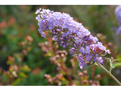 Buddleja davidii