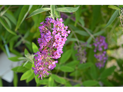 Buddleja davidii