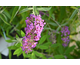 Buddleja davidii Nanho Purple