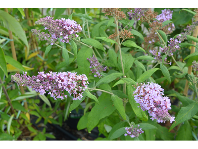 Buddleja davidii