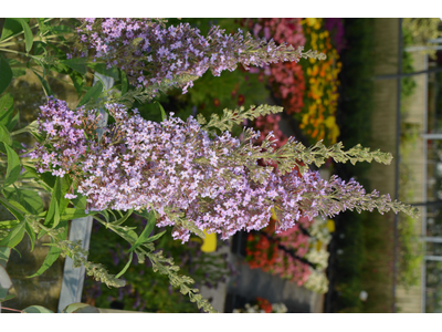 Buddleja davidii