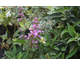 Buddleja davidii Pink Microchip