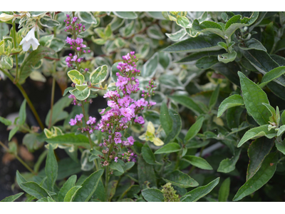 Buddleja davidii