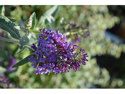 Buddleja davidii