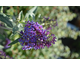 Buddleja davidii Psychedelic Sky ® First Editions