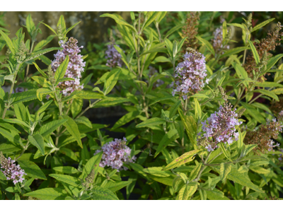 Buddleja davidii