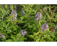 Buddleja davidii Slim