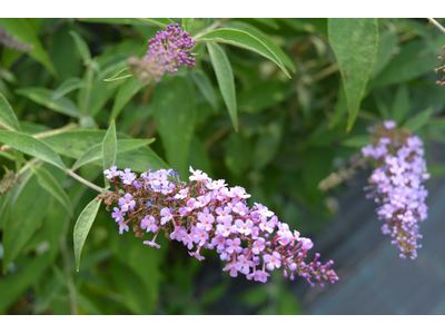 Buddleja davidii