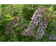 Buddleja davidii