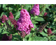 Buddleja davidii Little Rockstars ® Red