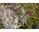 Buddleja Silver Anniversary ®