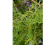 Buddleja alternifolia 
