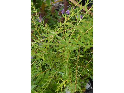 Buddleja alternifolia