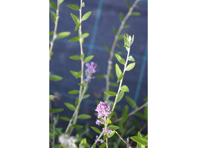 Buddleja alternifolia