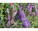 Buddleja davidii Adonis Blue ®